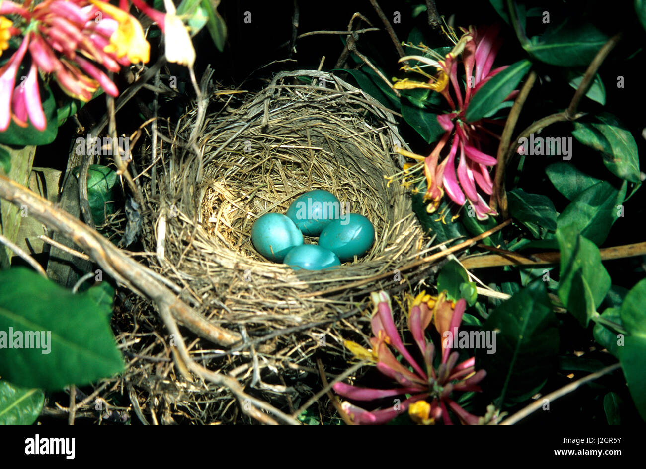 American Robin (Turdus migratorius) nest with four eggs in Gold Flame Honeysuckle (Lonicera heckrotti) vine Marion, Il Stock Photo