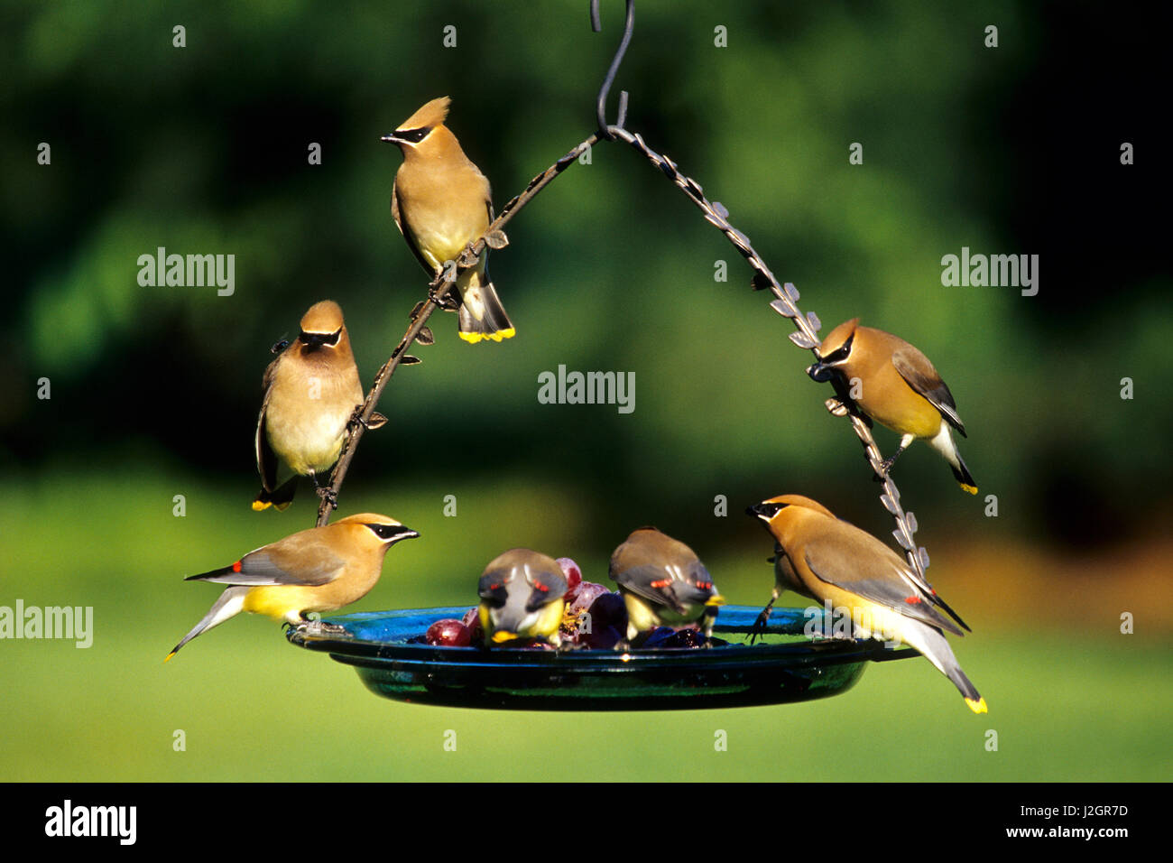 Cedar Waxwings Bombycilla Cedrorum On Grape Jelly Birdfeeder