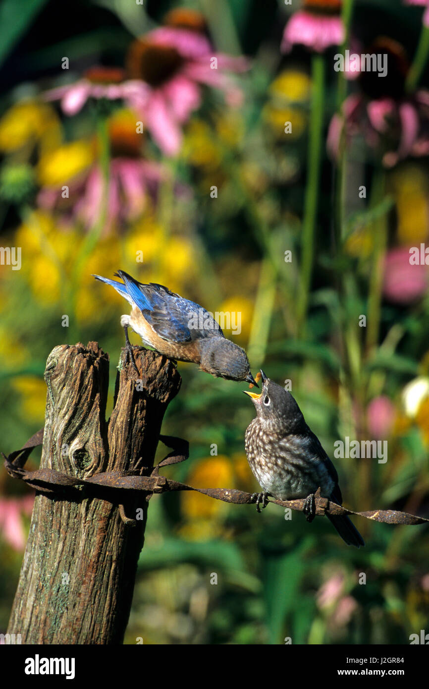 Eastern Bluebird (Sialia sialis) female feeding fledgling on fence near flower garden, Marion, IL Stock Photo