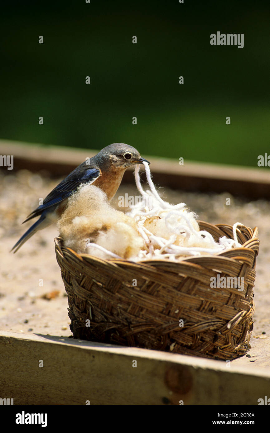 Eastern Bluebird (Sialia sialis) female gathering nesting material, IL Stock Photo