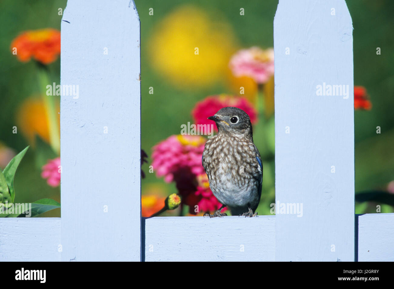 Eastern Bluebird (Sialia sialis) fledgling on picket fence near flower garden, Marion, IL Stock Photo
