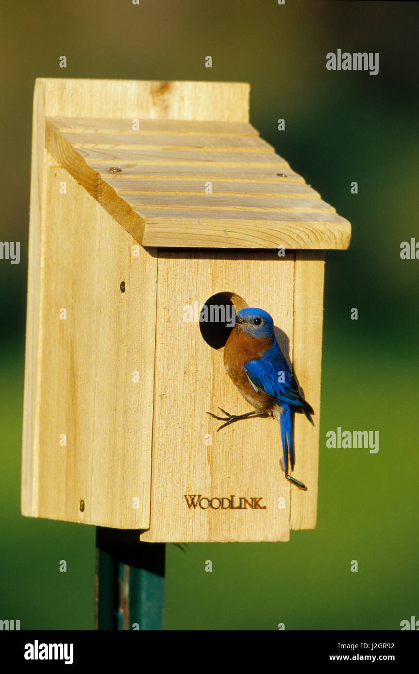 Eastern Bluebird (Sialia sialis) male at nest box Marion, IL Stock Photo