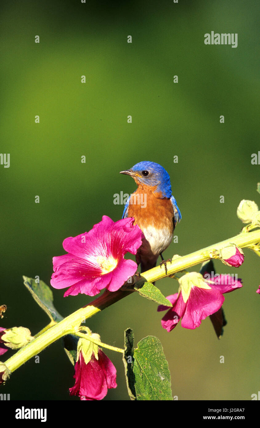 Eastern Bluebird (Sialia sialis) male on Hollyhock (Alcea rosea), Marion, IL Stock Photo