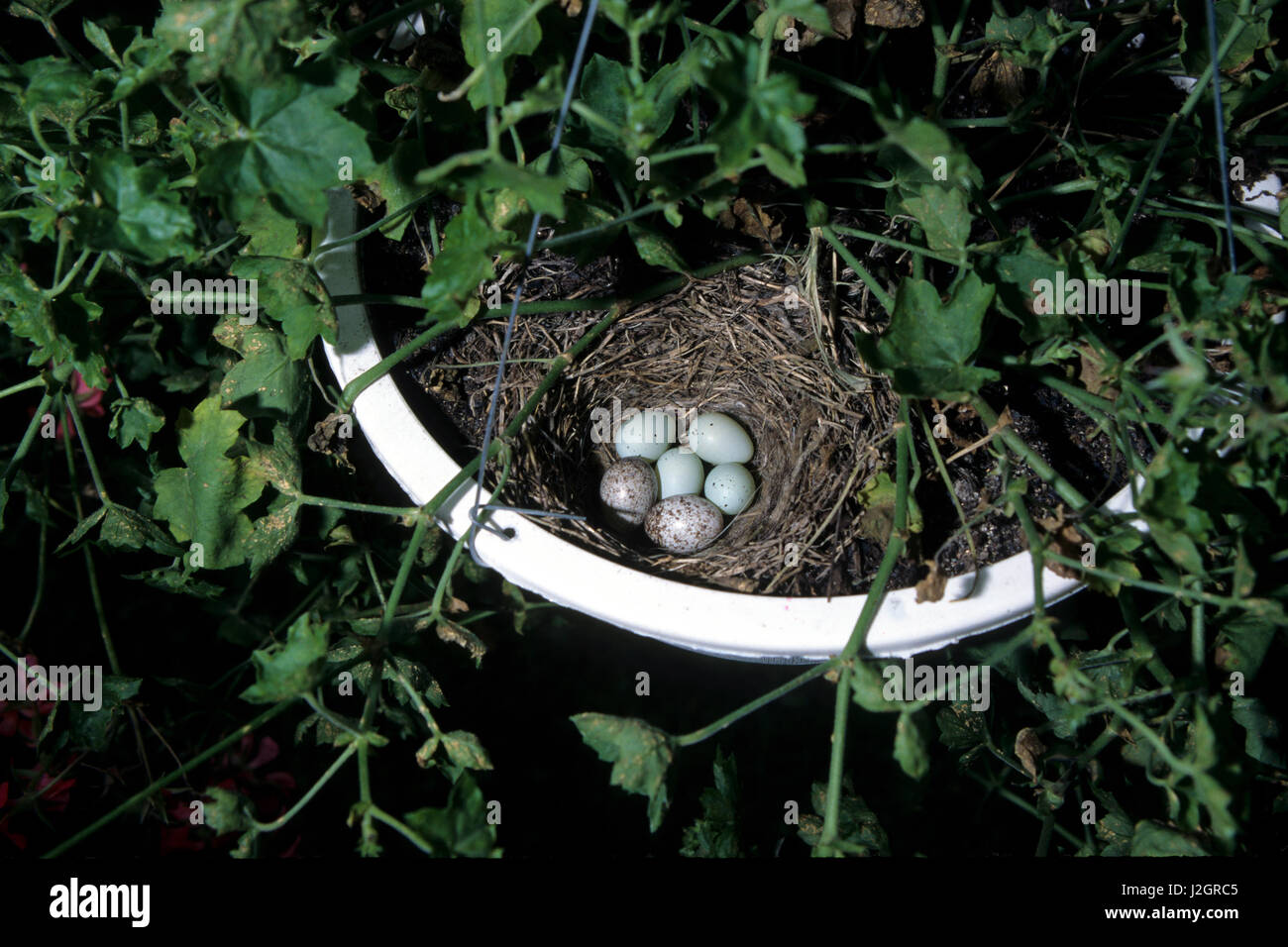 House Finch nest (Carpodacus mexicanus) with 4 host and 2 cowbird eggs