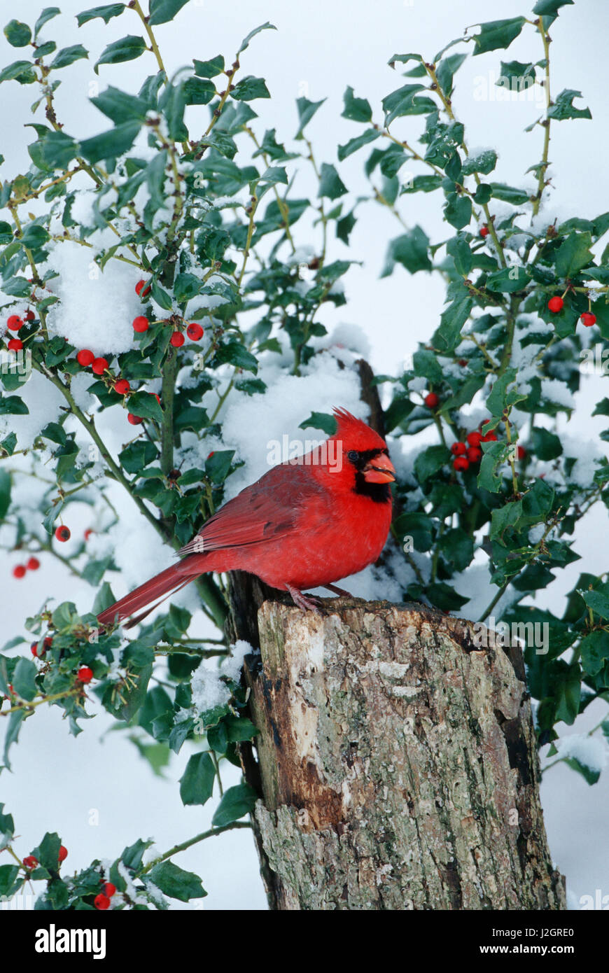 Northern Cardinal (Cardinalis cardinalis) male on stump near China Holly (Ilex cornuta) in winter, Marion, IL Stock Photo