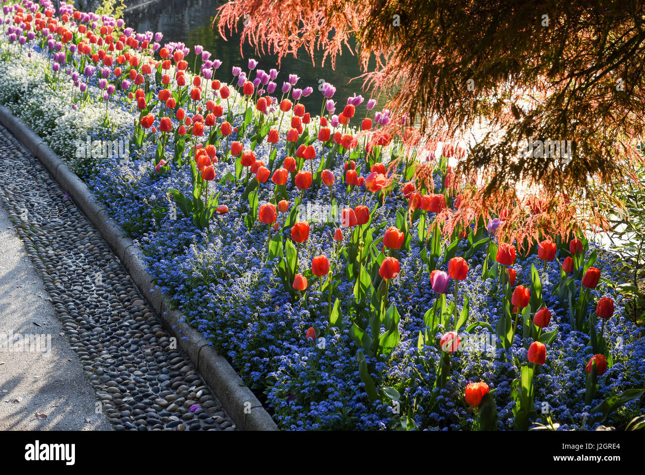 Flowers of the botanical garden at Lugano on Switzerland Stock Photo