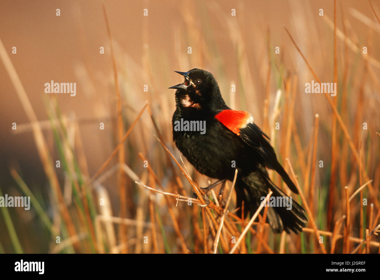 Red-winged Blackbird (Agelaius phoeniceus) male singing, displaying in wetland, Marion, IL Stock Photo