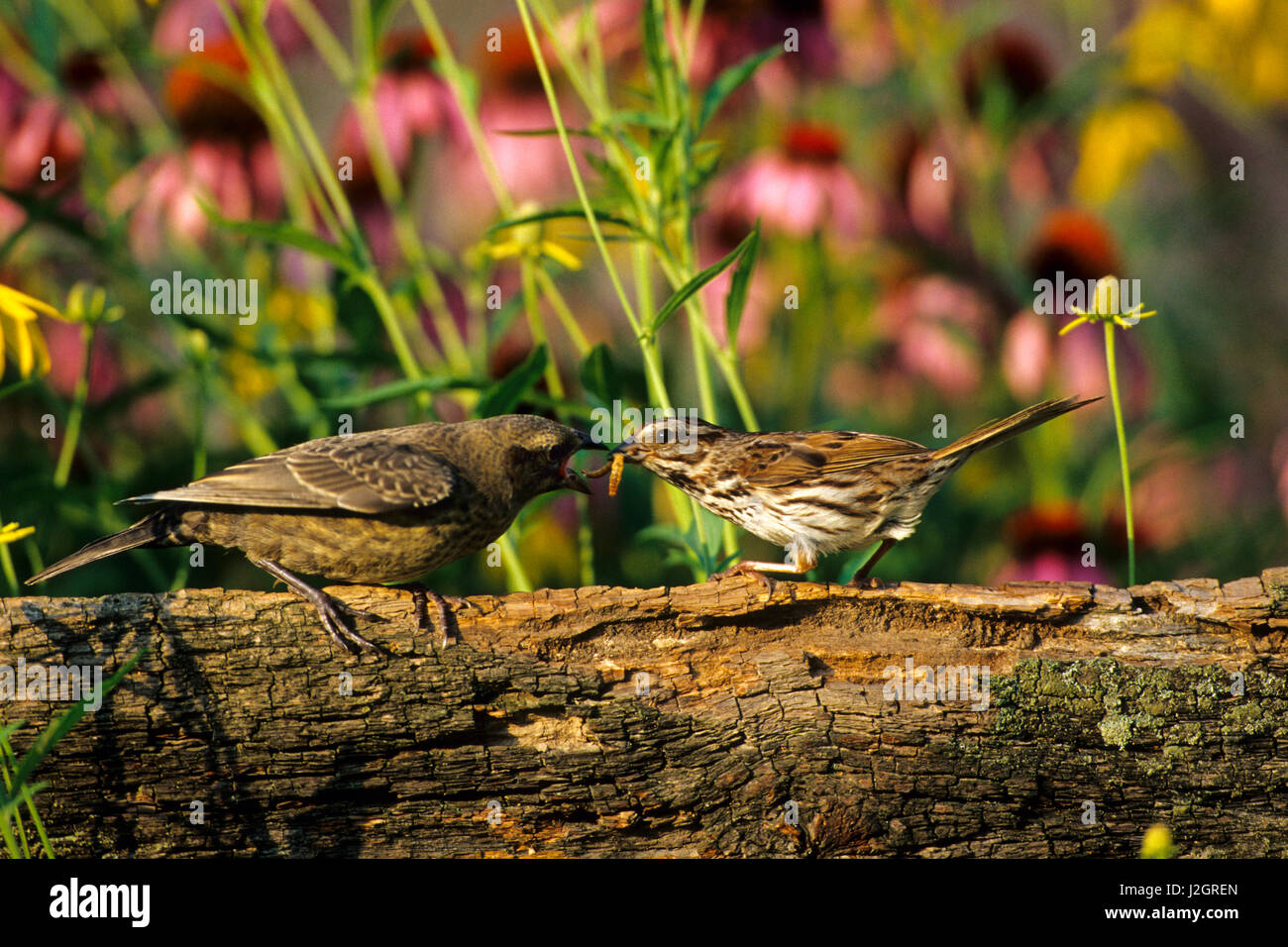 Song Sparrow (Melospiza Melodia) feeding Brown-headed Cowbird (Molothrus ater) on fence Marion, IL Stock Photo