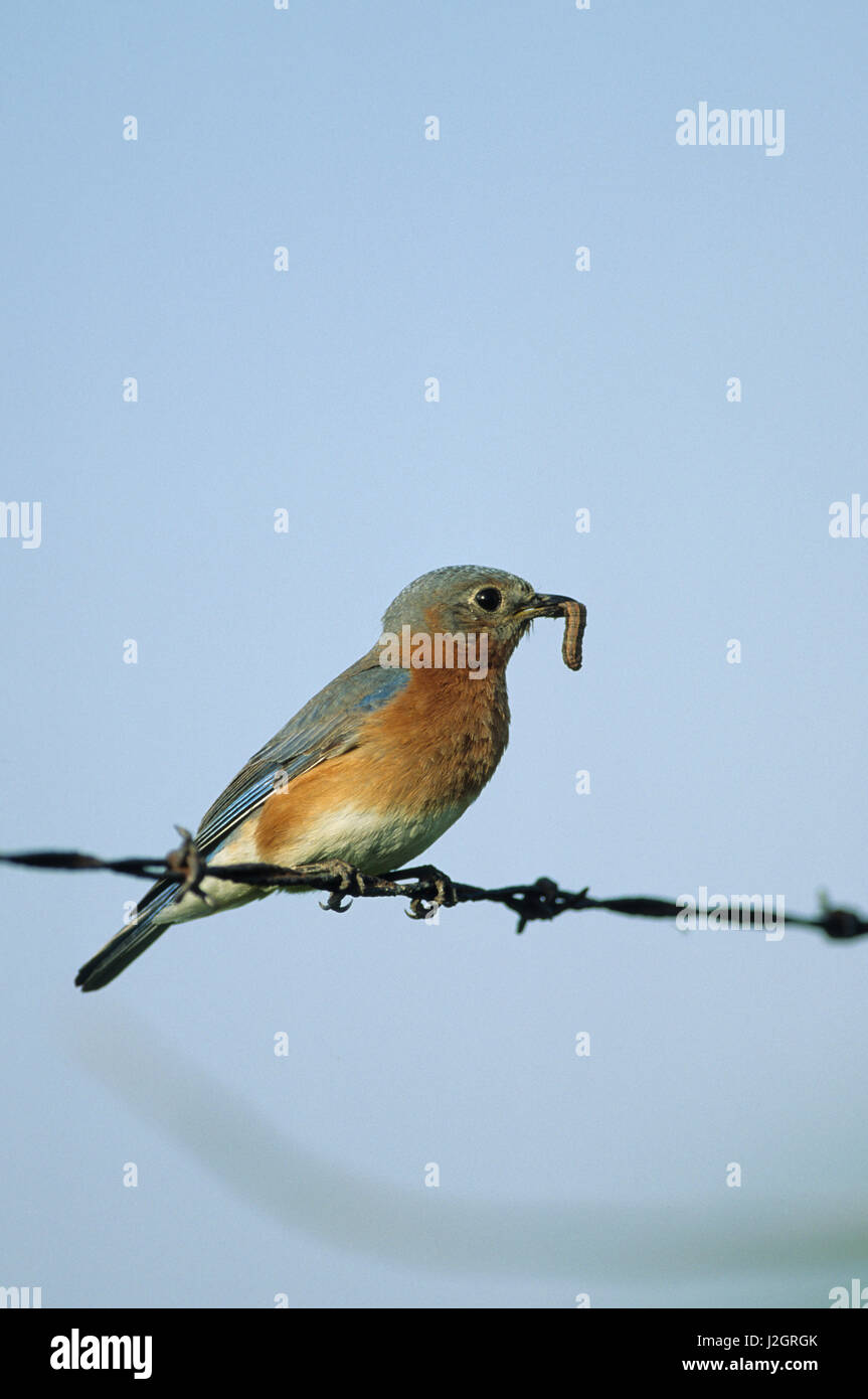 Eastern bluebird (Sialia sialis) female on barbed wire with food Illinois Stock Photo