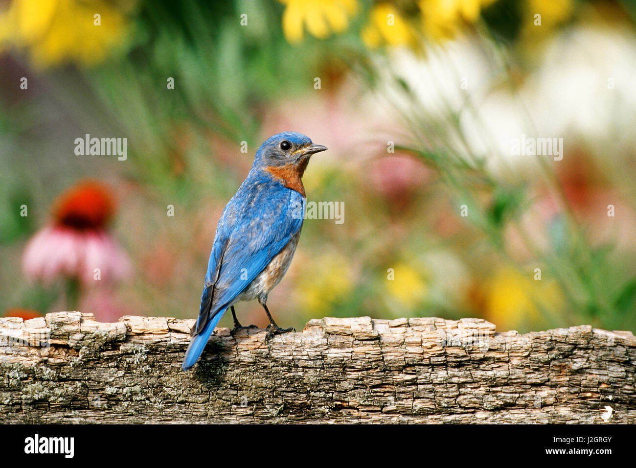 Eastern Bluebird (Sialia sialis) male on fence in flower garden, Marion County, Illinois Stock Photo