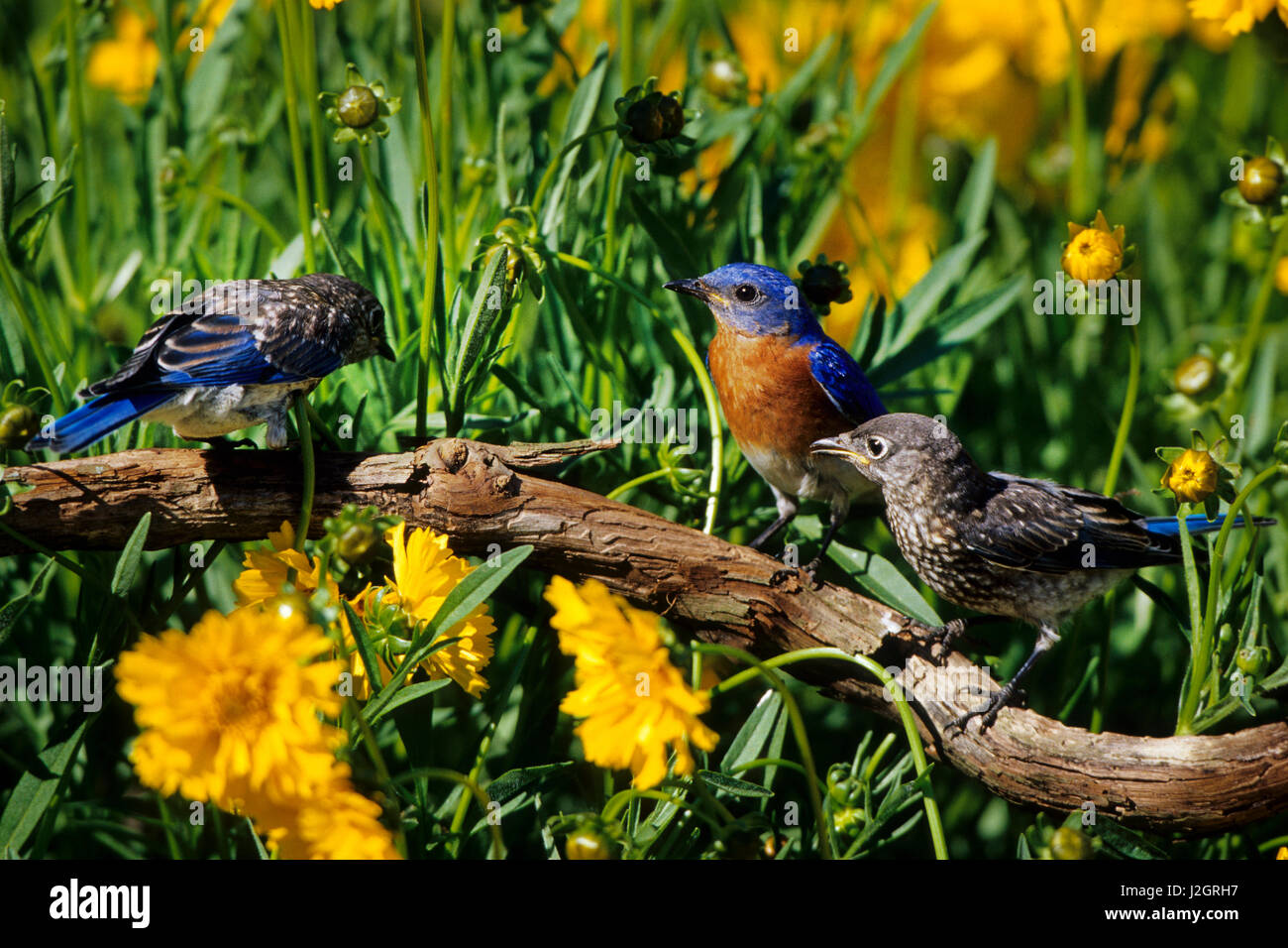 Eastern Bluebirds (Sialia sialis) male with juveniles in flower garden near Lance-leaved Coreopsis (Coreopsis lanceolata) Marion County, Illinois Stock Photo