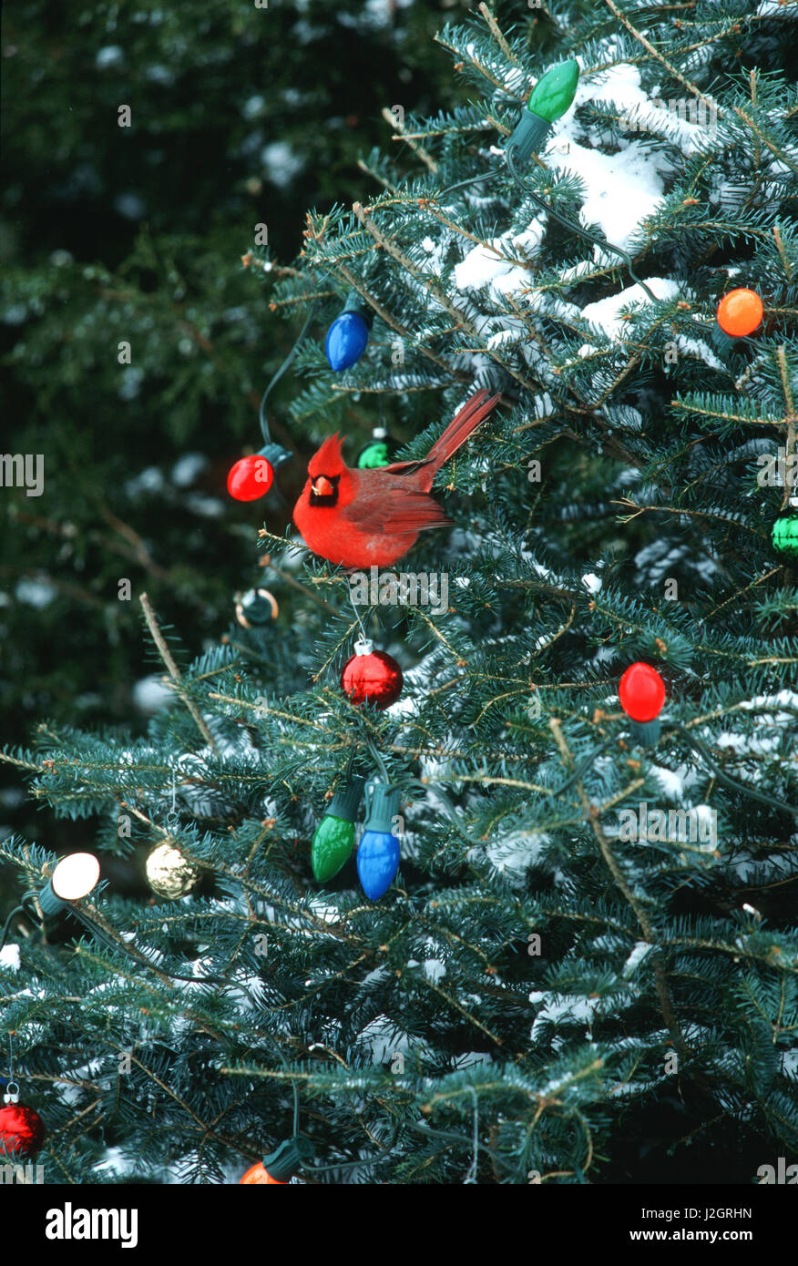 Northern Cardinal (Cardinalis cardinalis) male in Christmas tree in winter, Marion County, Illinois Stock Photo
