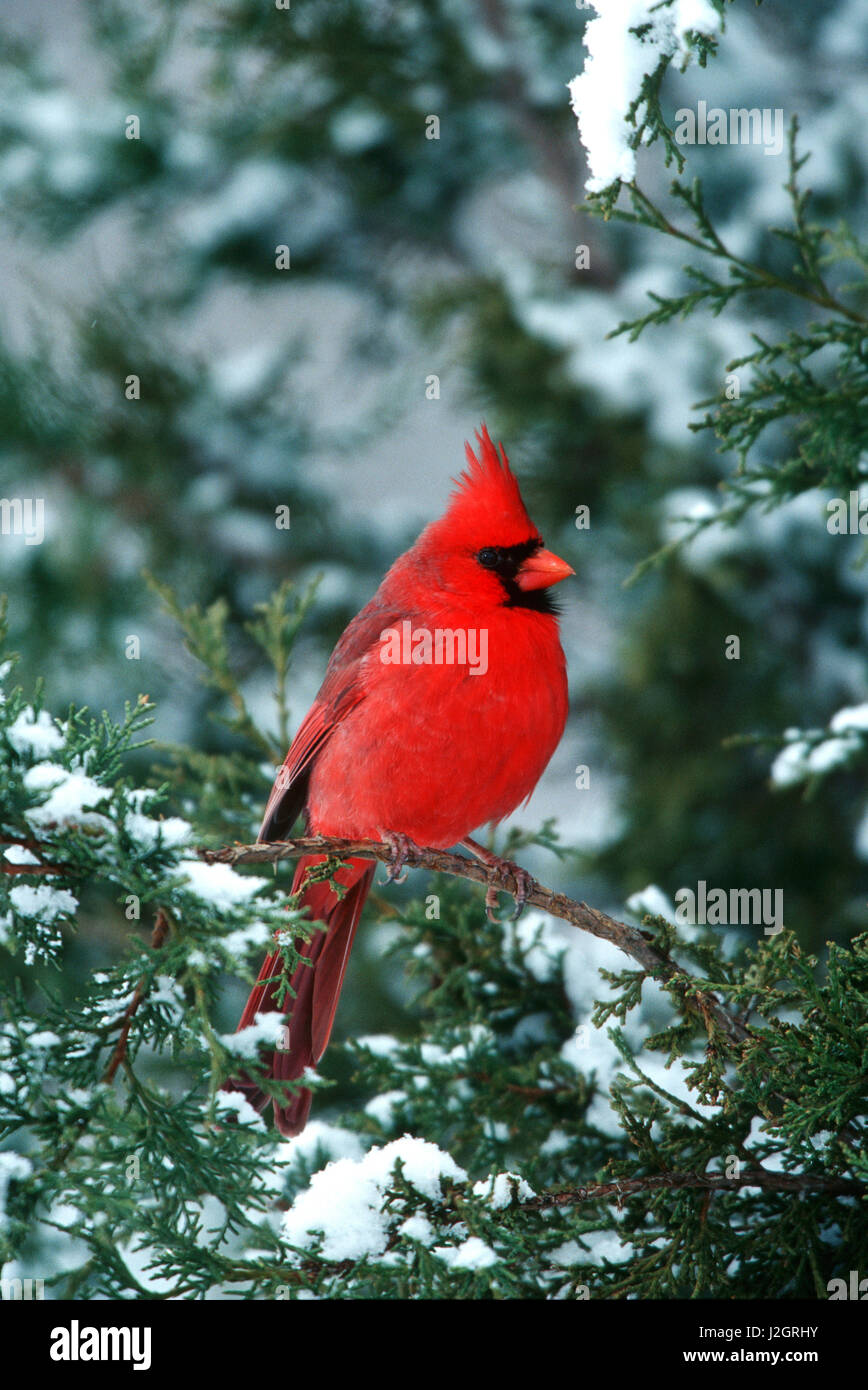 Northern Cardinal (Cardinalis cardinalis) male in Juniper tree in winter Marion County, Illinois Stock Photo
