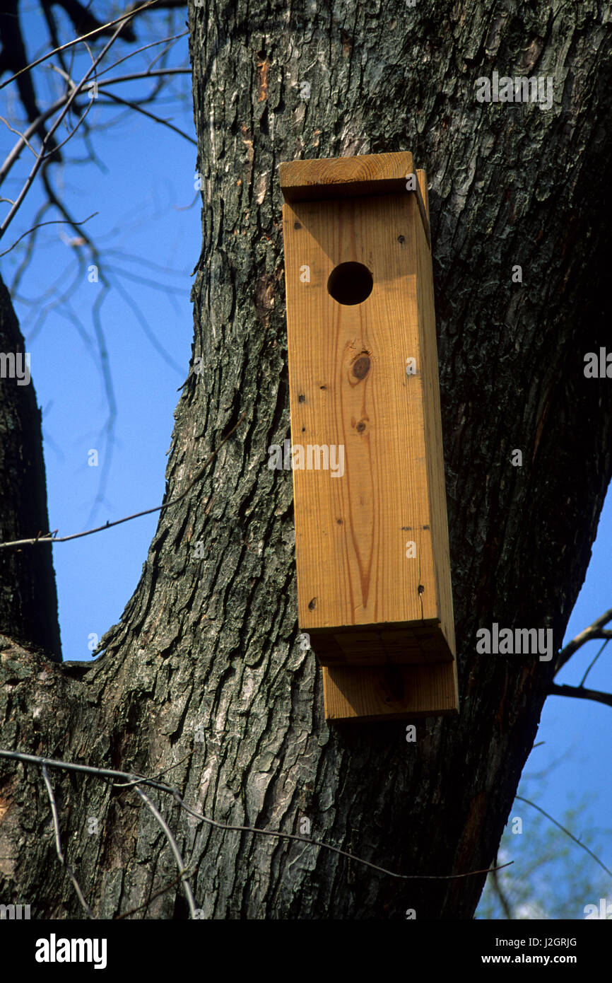 Northern flicker nest box Illinois Stock Photo