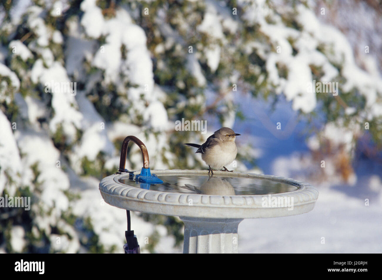 Northern Mockingbird (Mimus polyglottos) at heated bird bath in winter