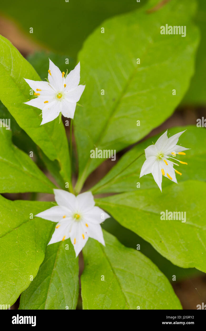 Starflower, Trientalis borealis, blooming in a forest in Epping, New Hampshire. Stock Photo