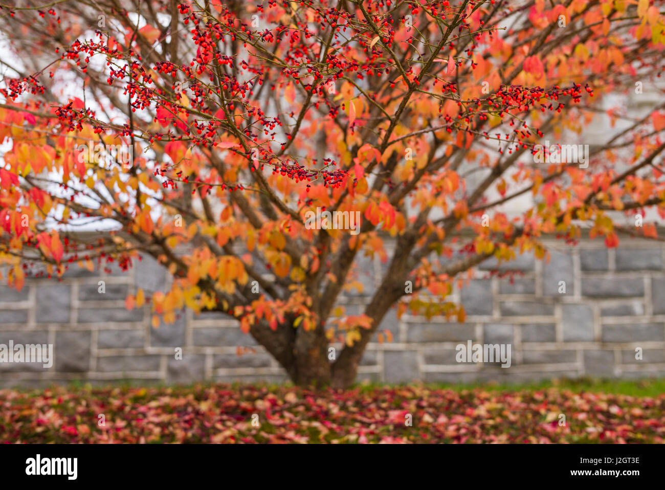 USA, New Hampshire, Enfield, red bush, fall Stock Photo