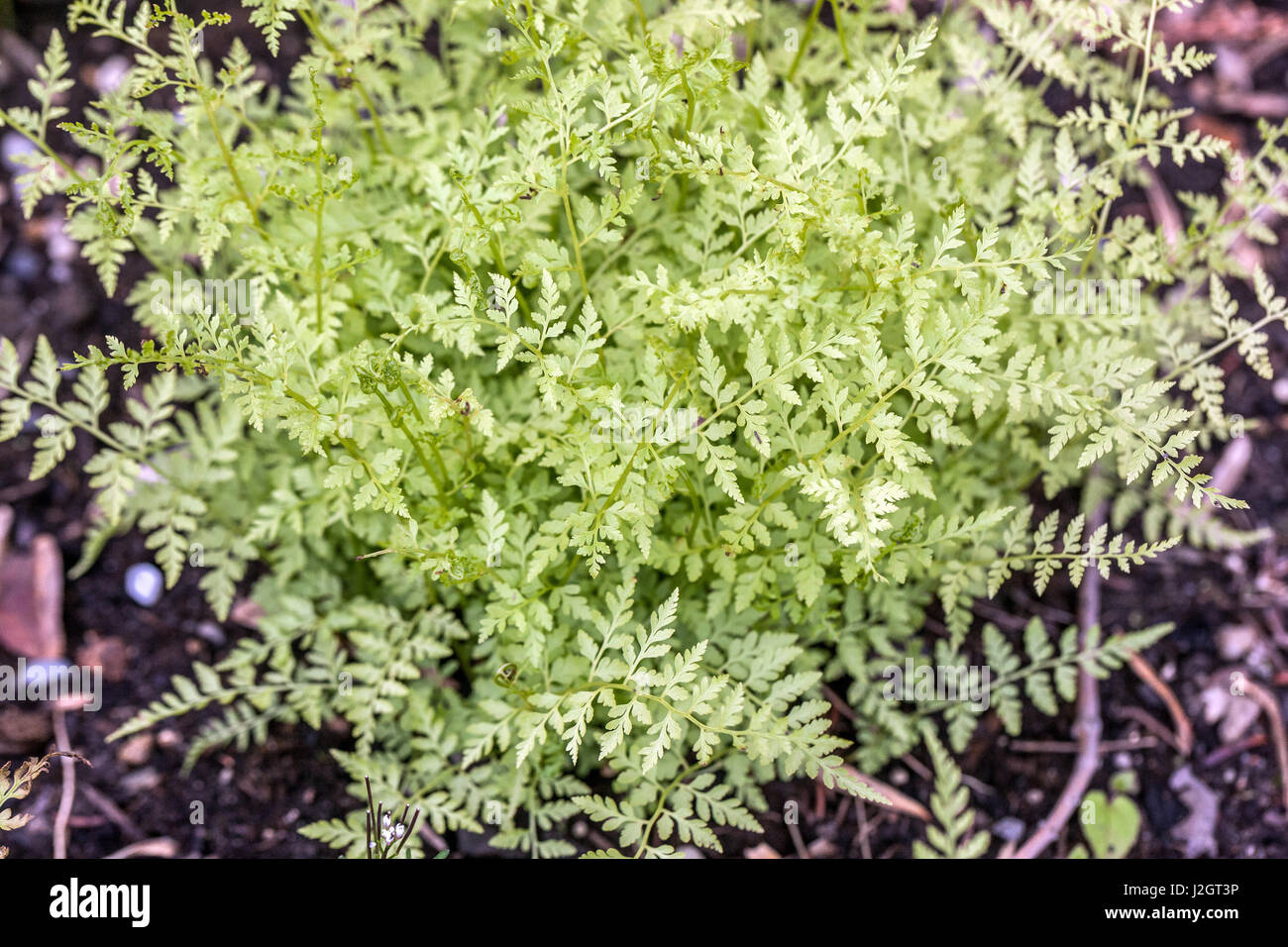 Cystopteris protrusa, Lowland bladder fern, Lowland brittle fern or