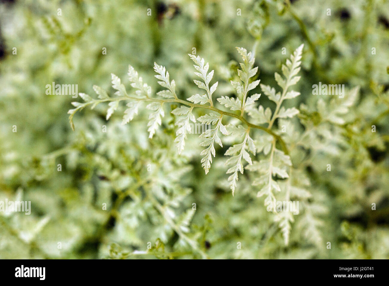 Cystopteris protrusa hires stock photography and images Alamy