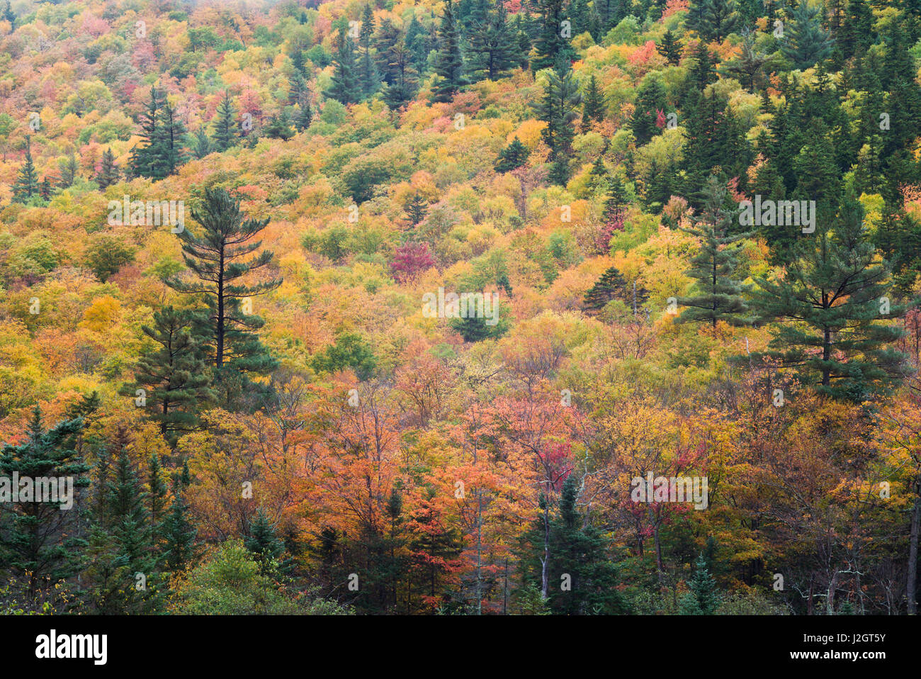 USA, New Hampshire, White Mountains, Crawford Notch, fall foliage by Mount Washington Stock Photo