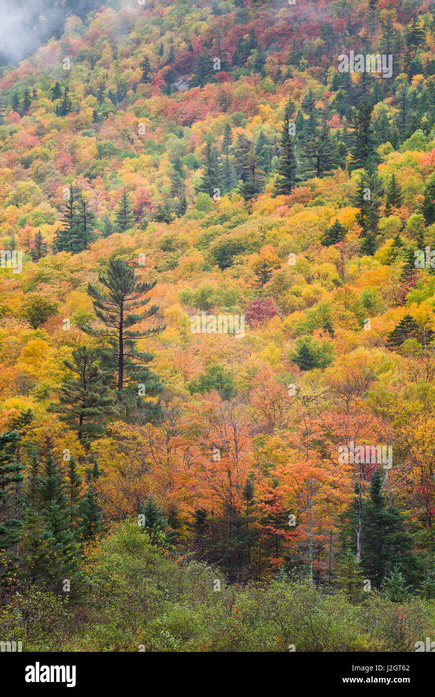 USA, New Hampshire, White Mountains, Crawford Notch, fall foliage by Mount Washington Stock Photo