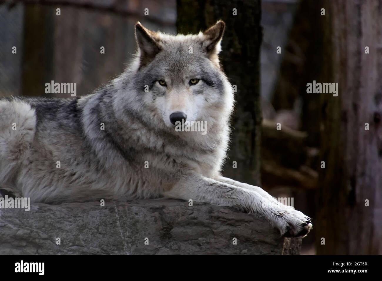 USA, New Jersey, Columbia, Lakota Wolf Preserve. Close-up of timber wolf.  Credit as: Jay O'Brien / Jaynes Gallery / DanitaDelimont.com Stock Photo -  Alamy