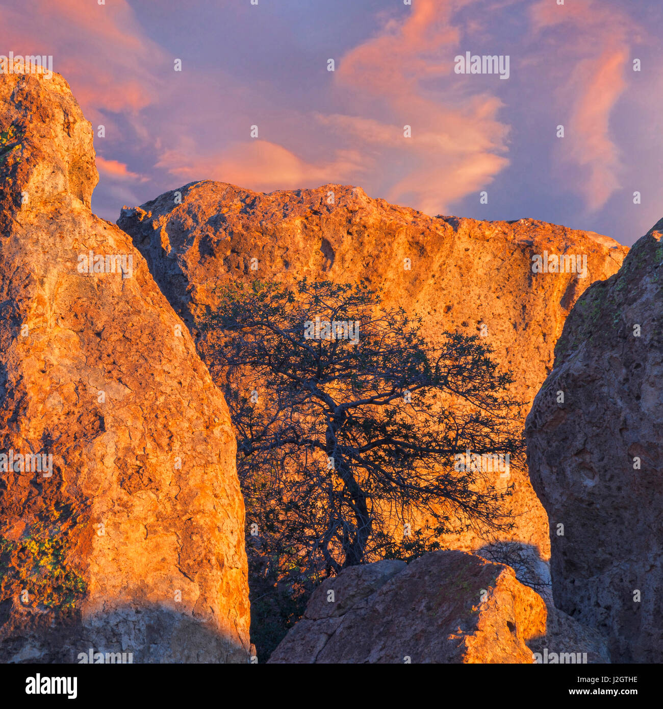 New Mexico State Tree Stock Photos & New Mexico State Tree ...