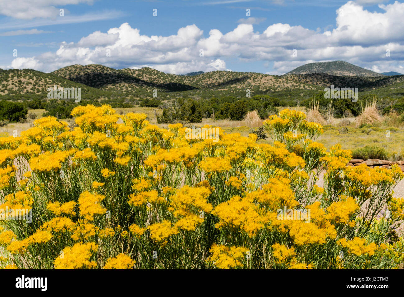 New mexico chamisa hires stock photography and images Alamy