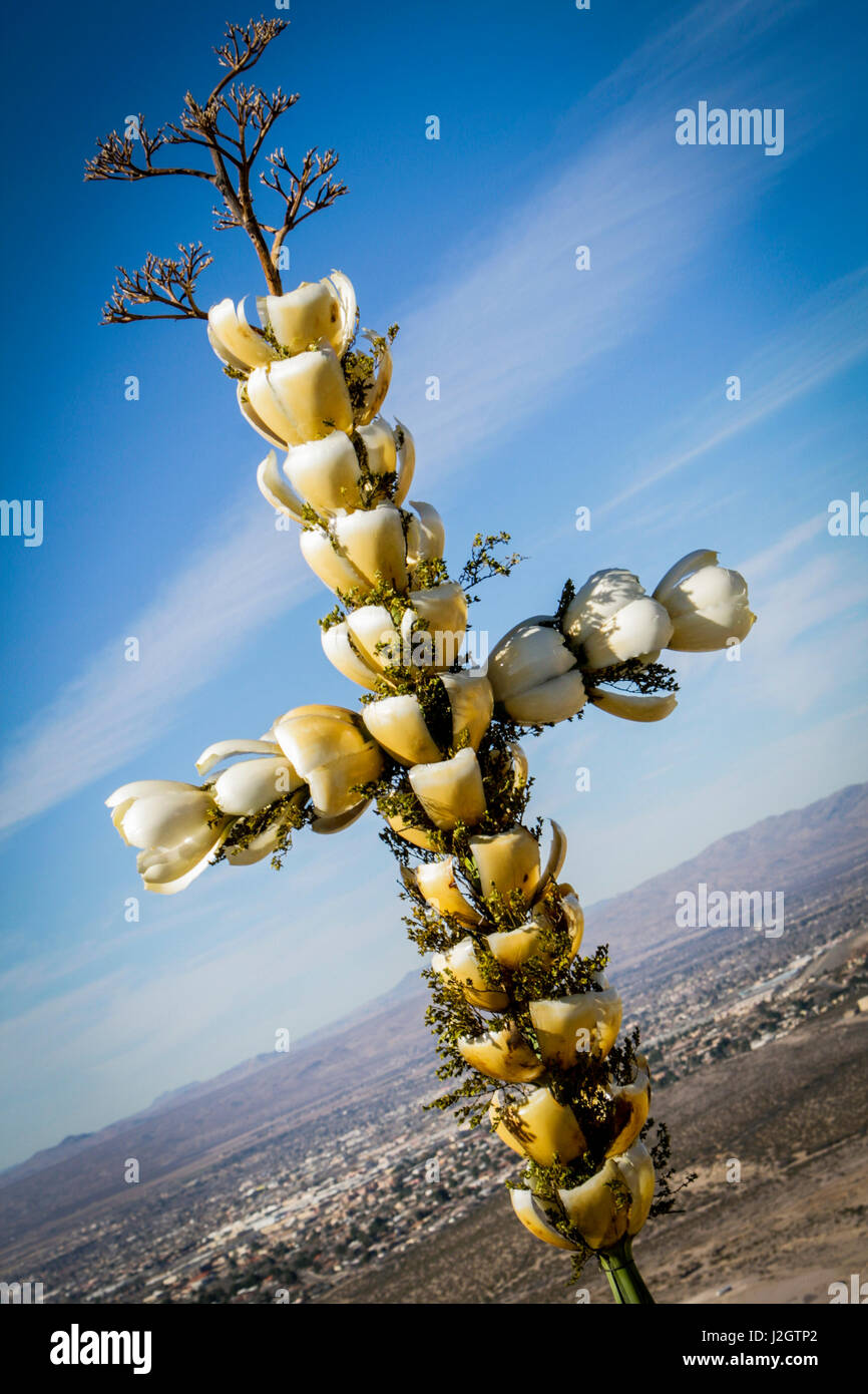 Las Cruces New Mexico Usa Cross Made From Yucca Flowers And Stem Stock Photo Alamy