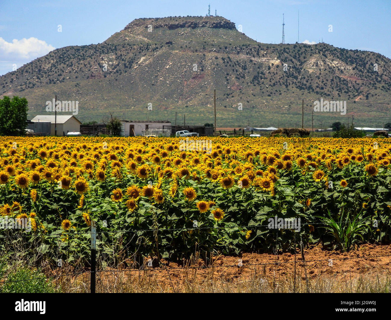 Hobbs, New Mexico. Sunflower field, farms, and foothills in the high