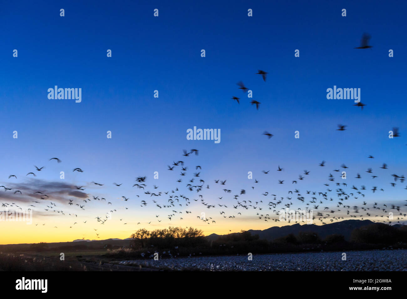 Bosque del apache corn hi-res stock photography and images - Alamy