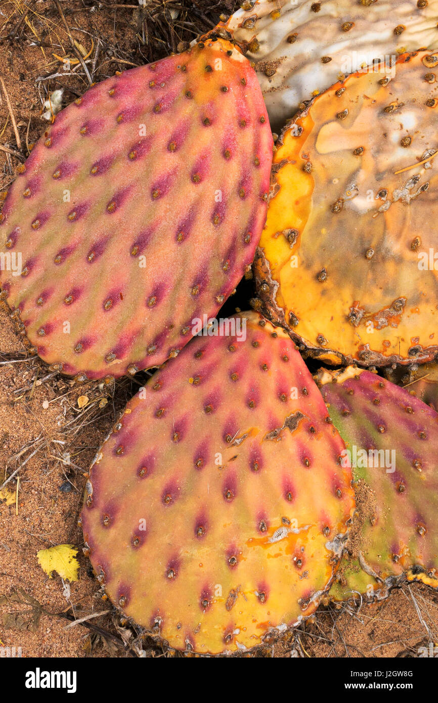 Opuntia aciculata transitioning to fall colors, Canyon National Recreation Trail, Bosque del Apache, New Mexico Stock Photo