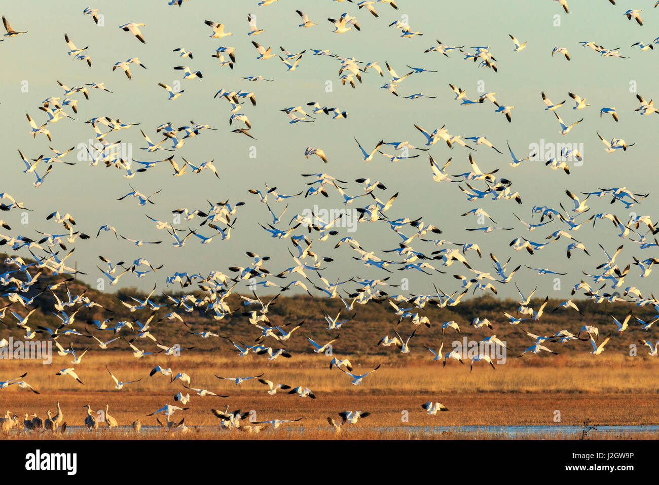 Snow geese taking off from their morning roost, Bosque del Apache