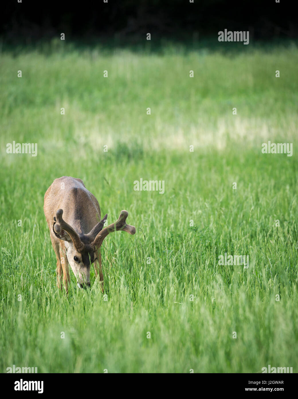Black-tailed, mule deer bucks in velvet shedding winter coat ...