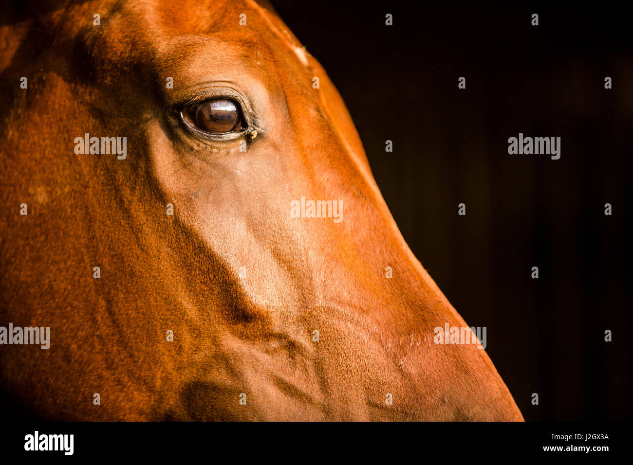 Lancaster County, Pennsylvania. Side profile of a mahogany, brown horse