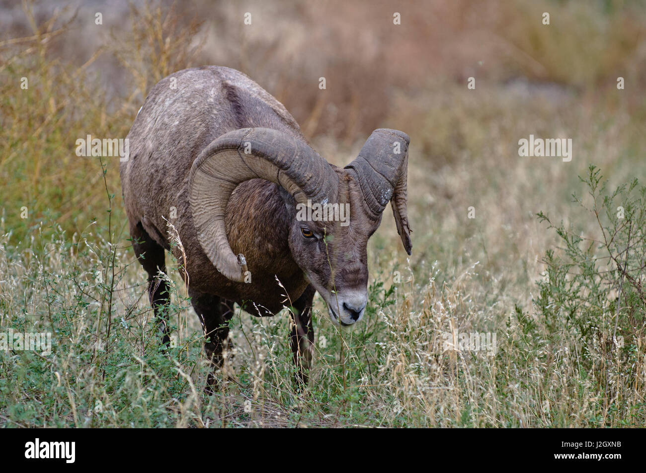 USA, South Dakota, Badlands National Park, Full Curl Bighorn Sheep ...