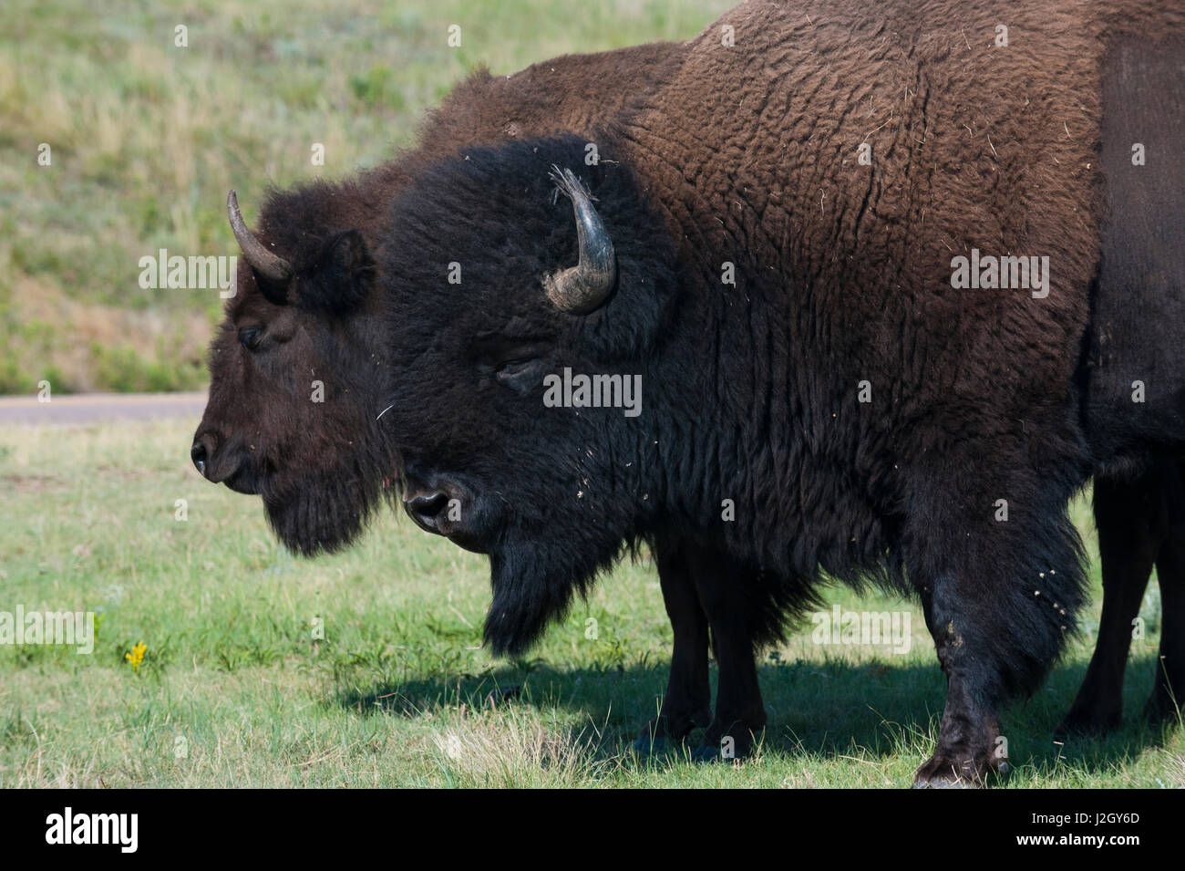 Buffaloes, South Dakota, USA Stock Photo