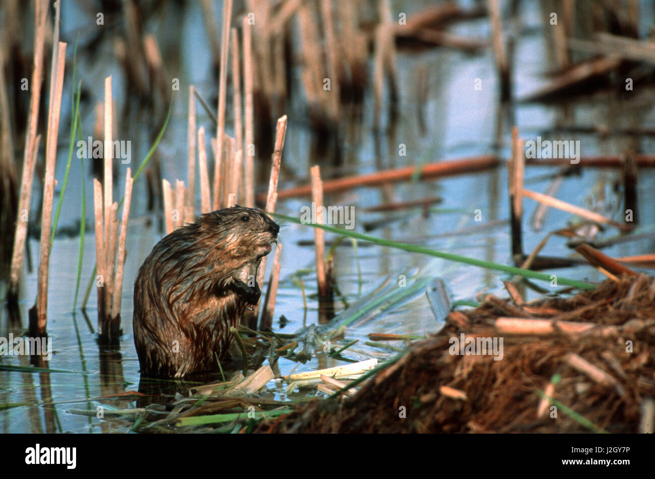 Muskrat (Ondatra zibethicus) in wetland, Waubay National Wildlife