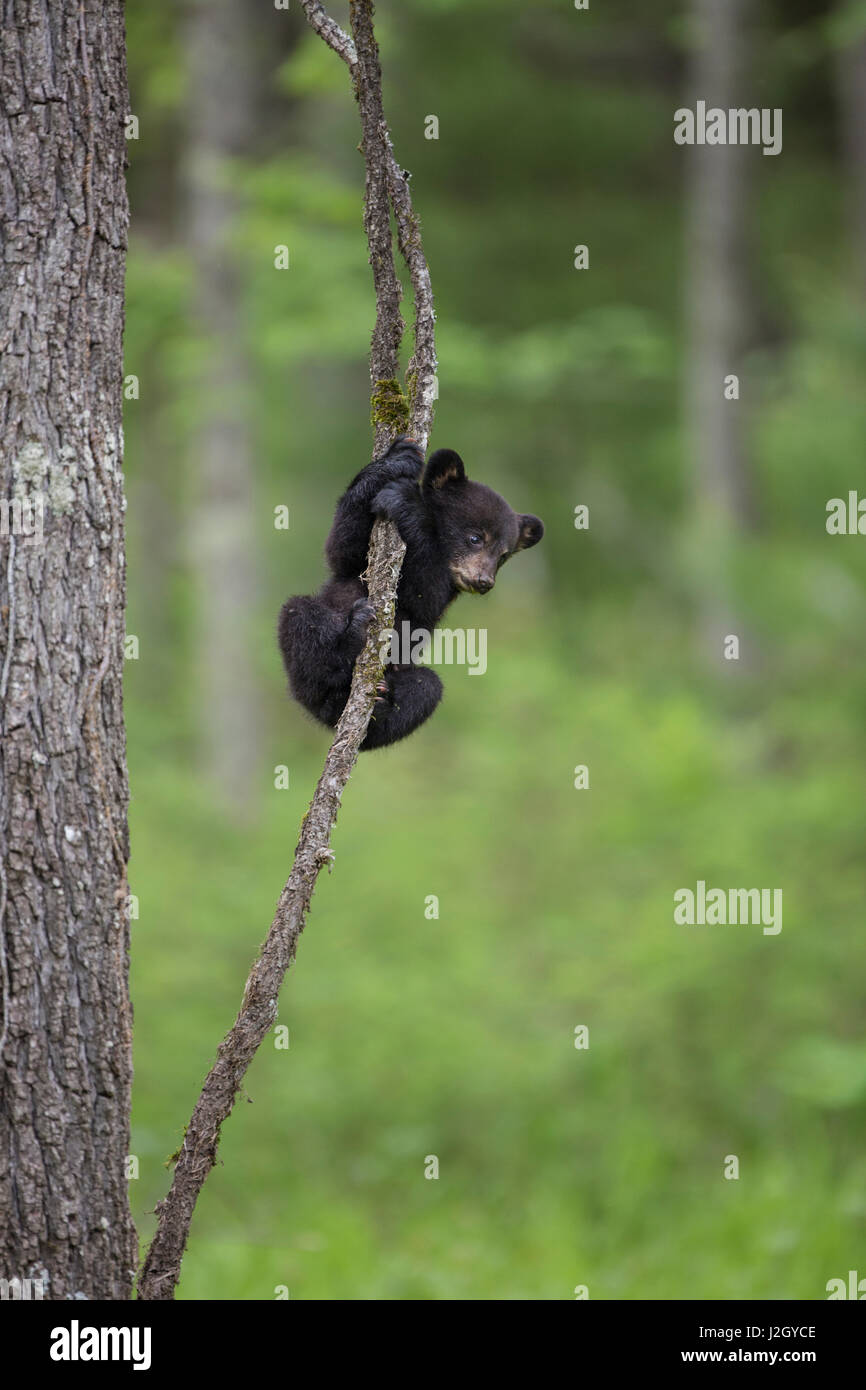 USA, Tennessee. Black bear cub playing on tree limb. Credit as: Don Grall / Jaynes Gallery / DanitaDelimont.com Stock Photo