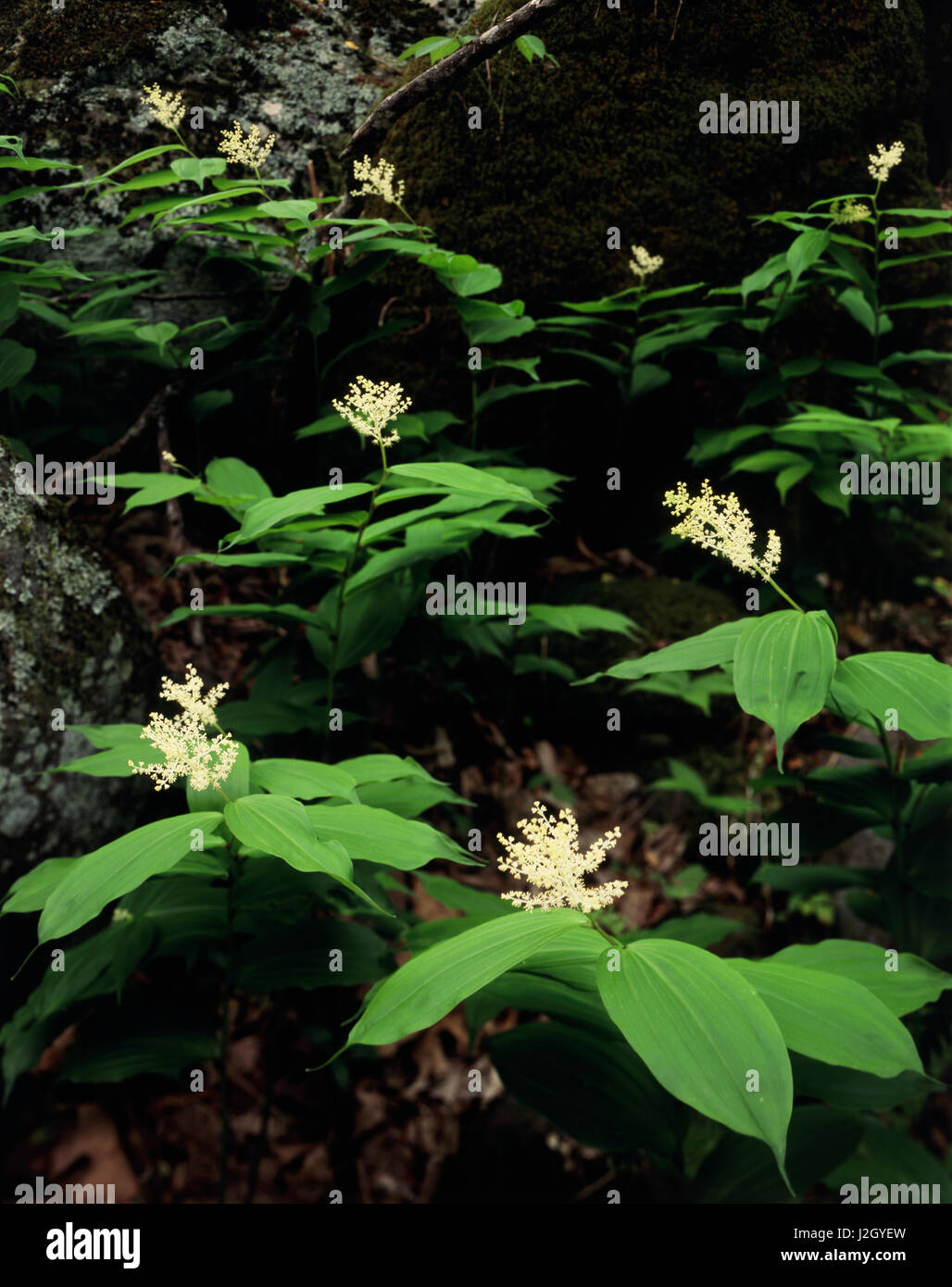 USA, Tennessee, Great Smoky Mountains National Park, False Solomon's Seal (Maianthemum racemosum) wildflowers. (Large format sizes available) Stock Photo