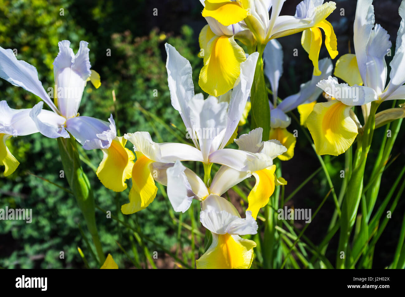 Iris Germanica. Yellow and white. Stock Photo
