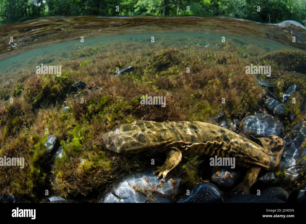 Eastern Hellbender (Cryptobranchus alleganiensis alleganiensis), Hiwassee River, Cherokee National Forest. Tennessee. USA Stock Photo