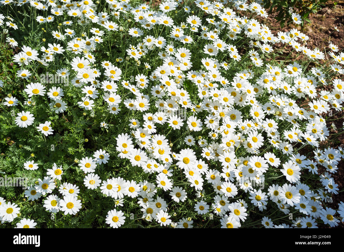 Marguerite oxeye daisies, leucanthemum vulgare. Stock Photo