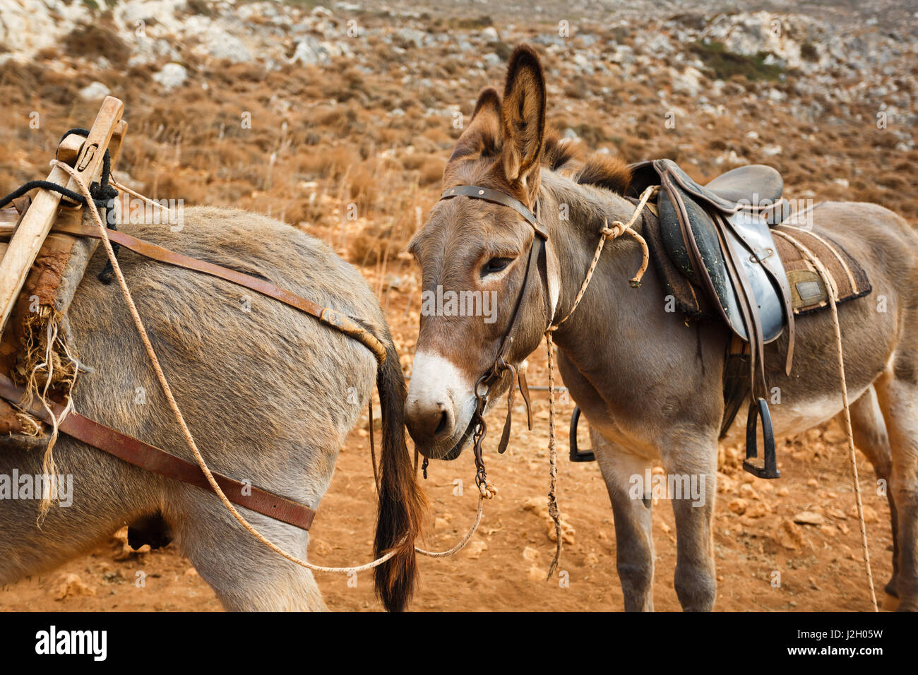 Donkey in crete hi-res stock photography and images - Alamy