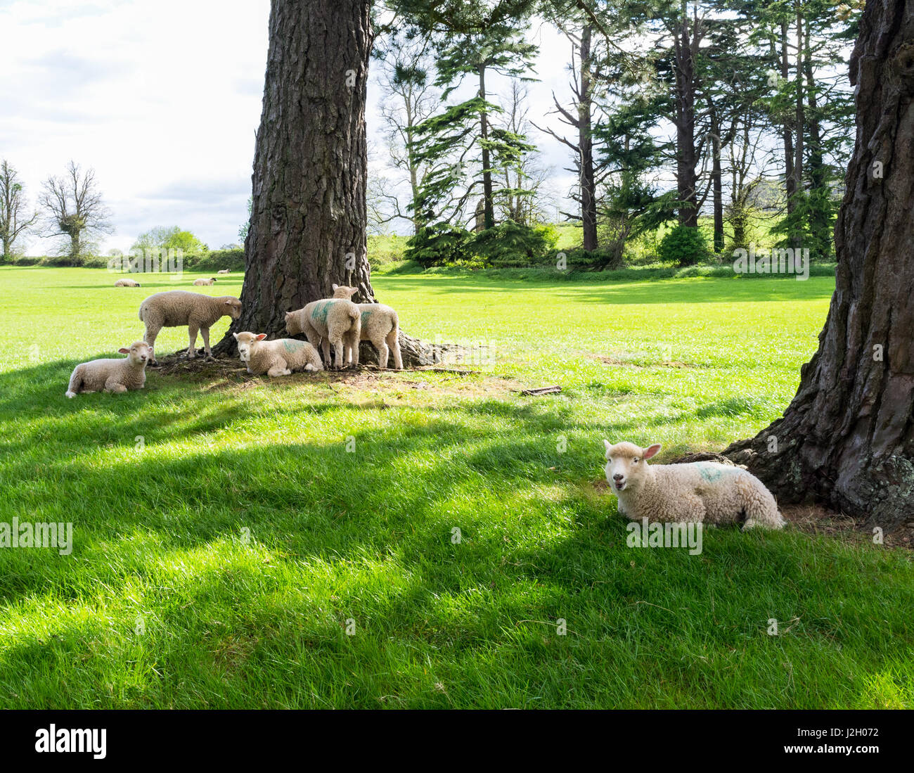 Sheep with their lambs gathering in a picturesque meadow under trees and a blue sky. Stock Photo