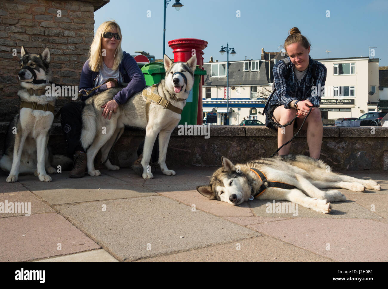 Two females and their Husky dogs out for a stroll along Teignmouth sea front. The dogs are taking a rest in the sun along with their owners. Stock Photo