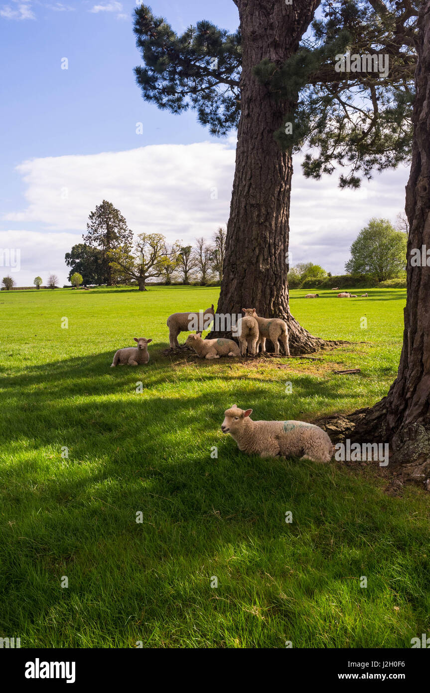 Sheep with their lambs gathering in a picturesque meadow under trees and a blue sky. Stock Photo