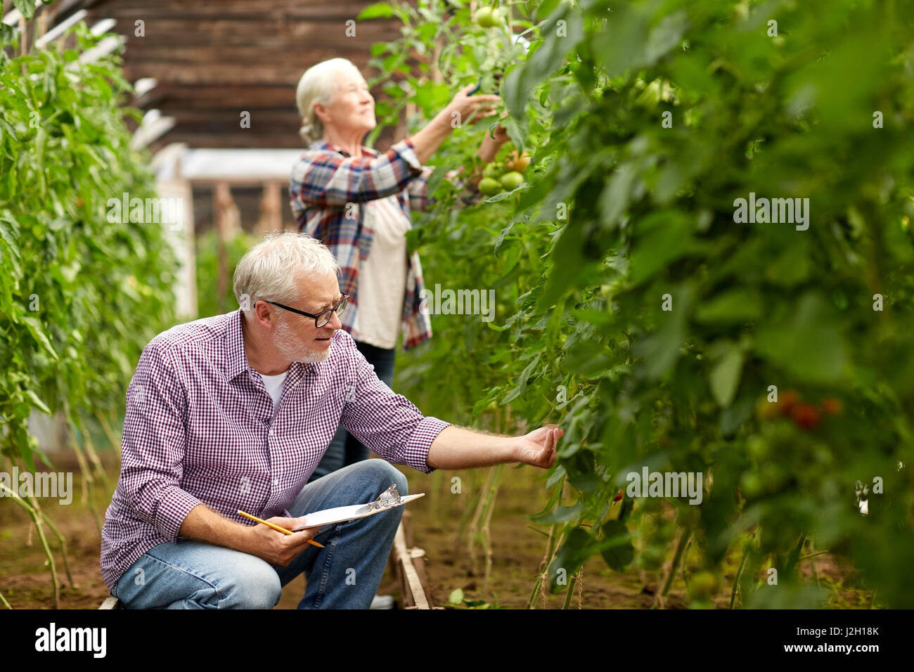 senior couple growing tomatoes at farm greenhouse Stock Photo - Alamy