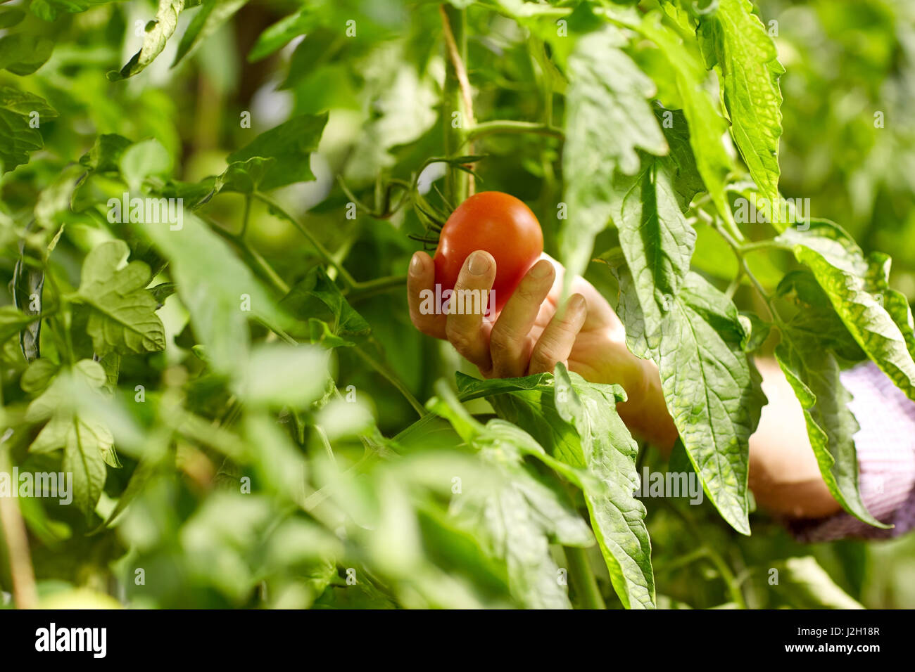 senior farmer picking tomatoes at farm greenhouse Stock Photo - Alamy