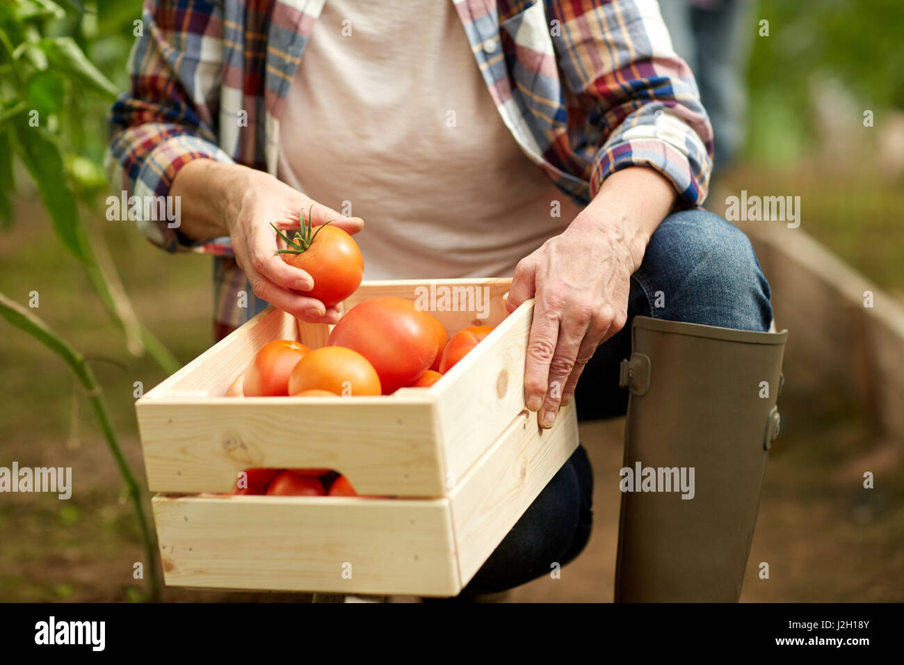 senior woman picking tomatoes at farm greenhouse Stock Photo - Alamy